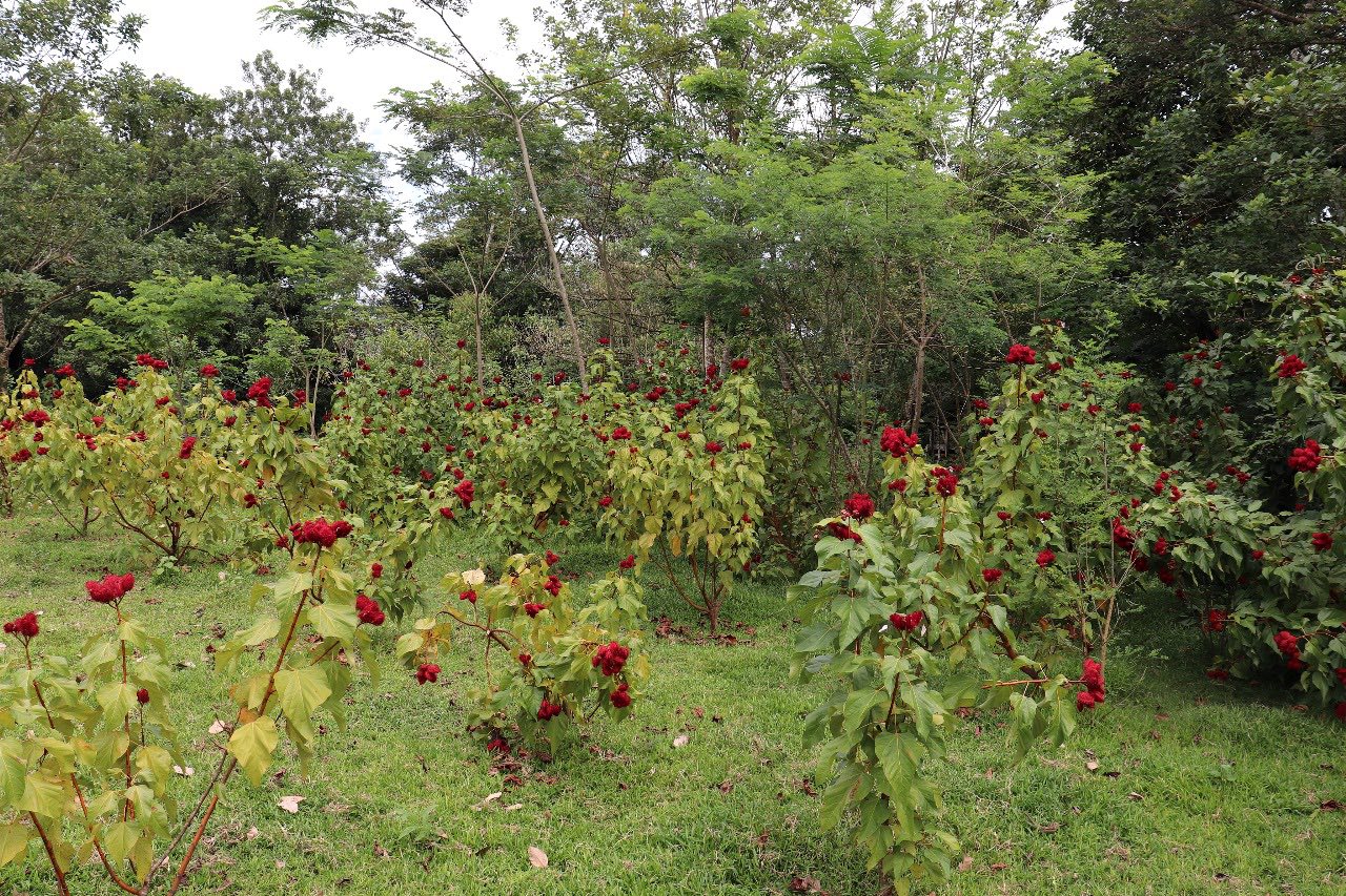 Producto de achiote listo para venta