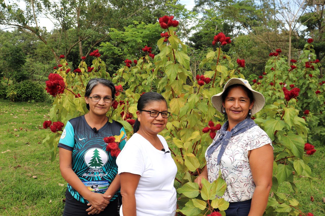 Maleku trabajando el achiote